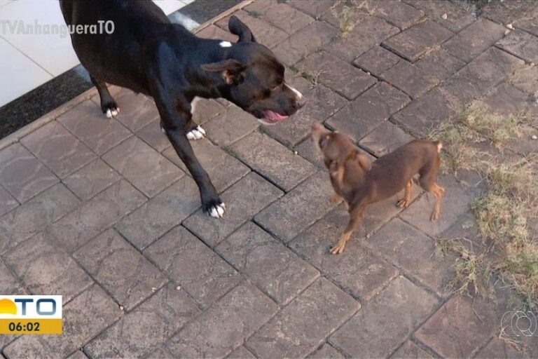 Pinscher é ‘suspeito’ de engravidar pitbull no Tocantins