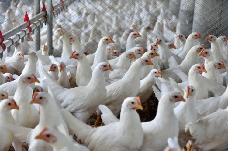 China diz que detectou coronavírus em frango importado do Brasil