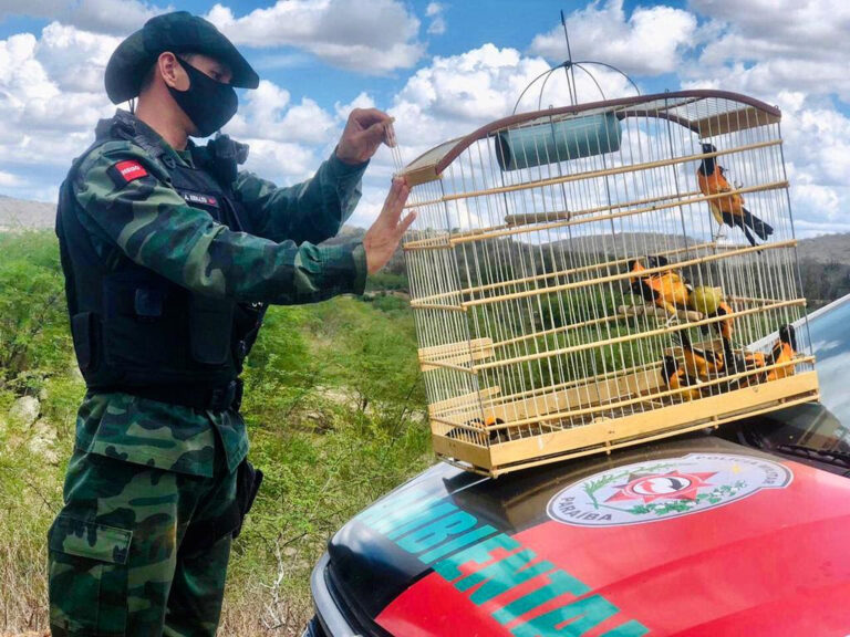 Polícia Militar terá pontos de entrega voluntária de animais silvestres esta semana na Paraíba