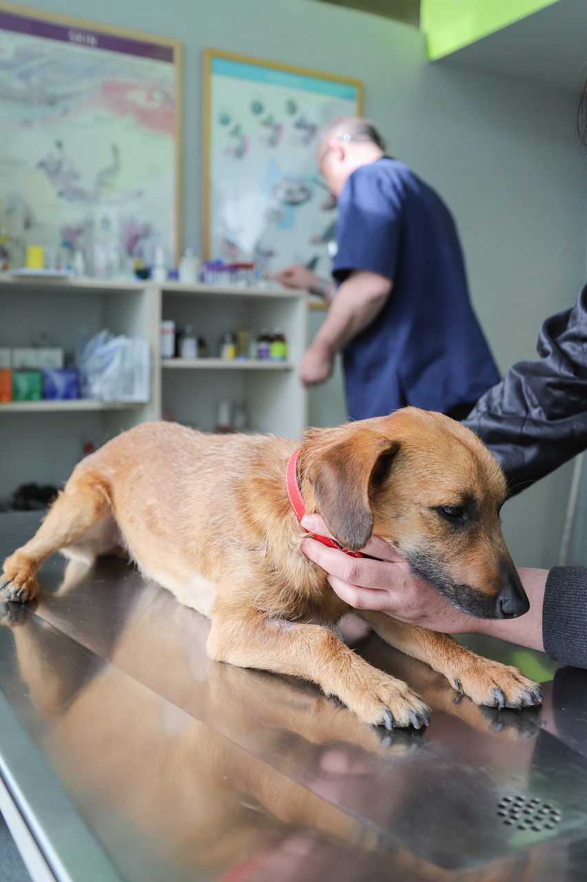 Campanha de vacinação contra raiva animal começa neste sábado em todo Estado