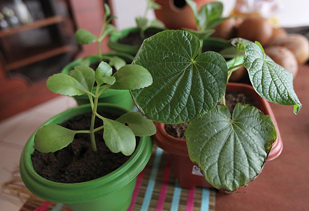 Pesquisadores estudam plantas medicinais usadas por guarani-kaiowá