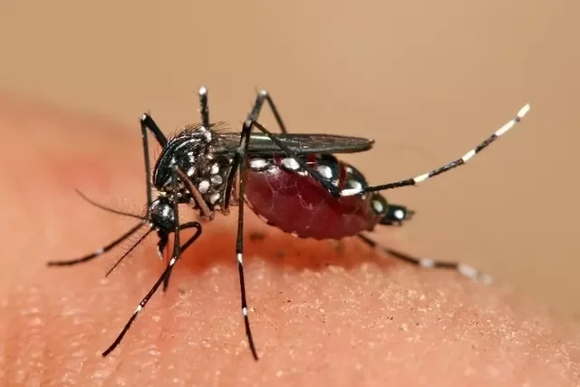 Após seis meses, Brasil tem mais mortes por dengue que em sete anos somados