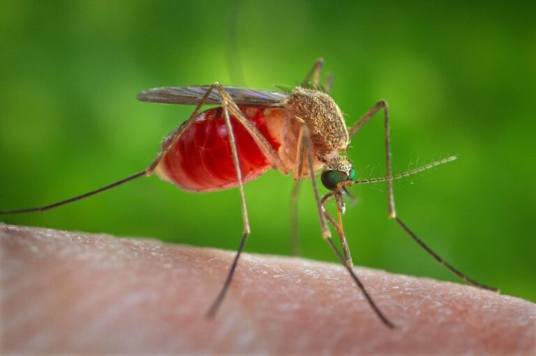 Paraíba já recomenda uso de repelentes em gestantes para prevenir febre oropouche. Entenda