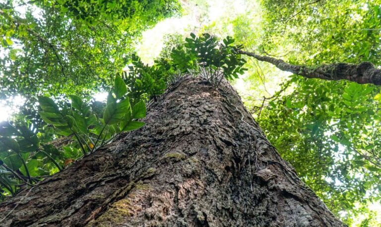 Entidades públicas e privadas pedem pacto por Código Florestal