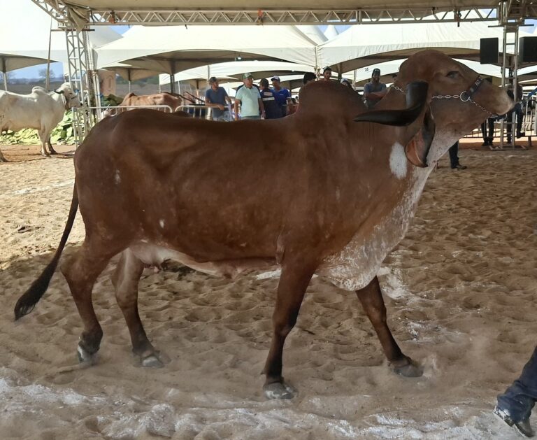 Sedap-PB alerta produtores rurais sobre atualização cadastral obrigatória das criações de animais