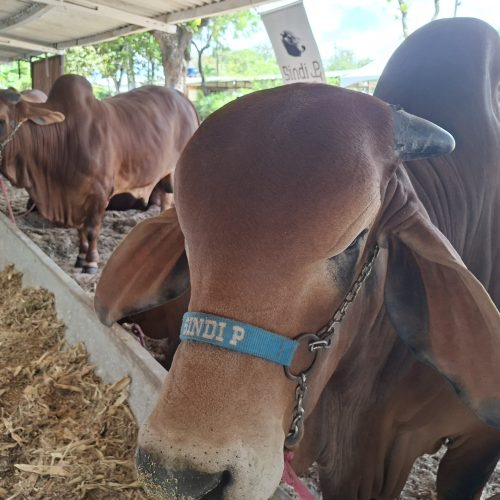 Encontro de Rastreabilidade Bovina é destaque da Exposição Paraíba Agronegócio, nesta quinta-feira (17)