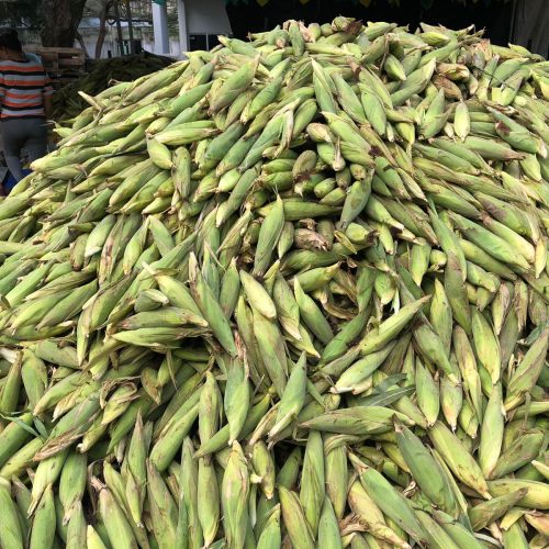 Feira do Milho da Empasa tem previsão de comercializar mais de 400 toneladas